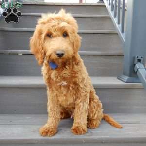 Kole, Mini Goldendoodle Puppy